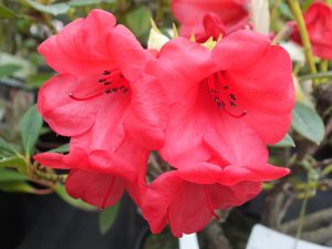 Rhododendron 'Elizabeth'-0