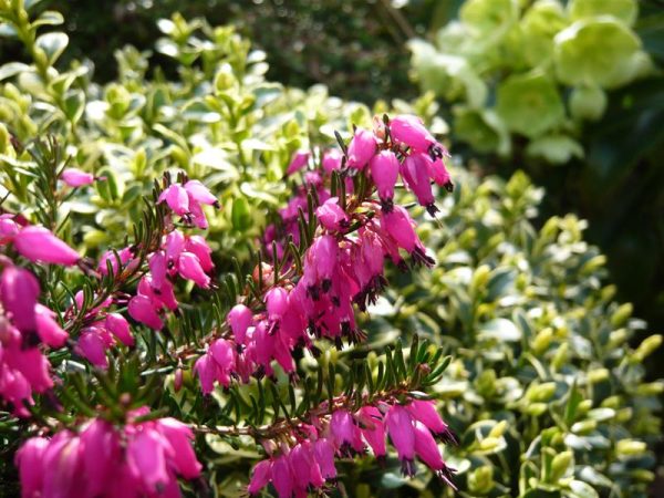 Erica carnea 'Myretoun Ruby' (9cm pot)-0