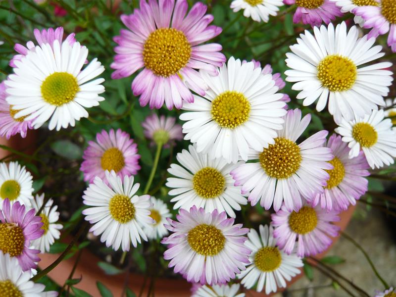 Erigeron karvinskianus 'Profusion' (9cm pot)-0