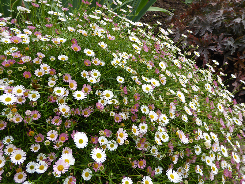 Erigeron karvinskianus 'Profusion' (9cm pot)-22053