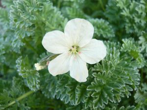 Erodium chrysanthum-0