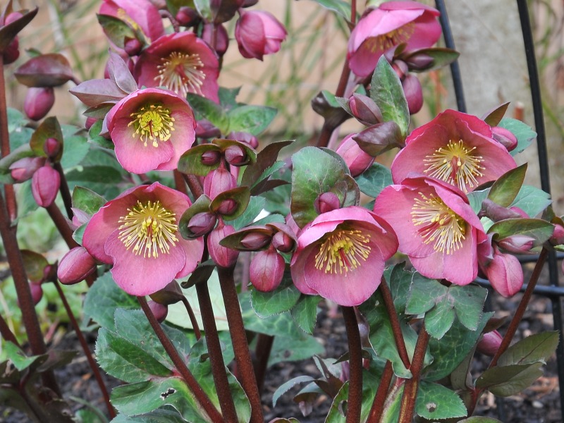 Helleborus (Rodney Davey Marbled Group) 'Penny's Pink'-0