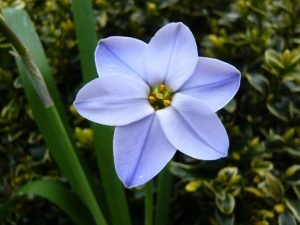 Ipheion uniflorum 'Rolf Fiedler'-0