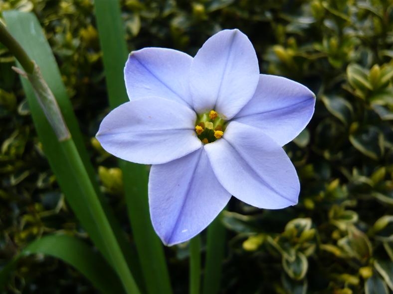 Ipheion uniflorum 'Rolf Fiedler'-0
