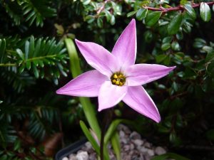 Ipheion uniflorum 'Charlotte Bishop'-0