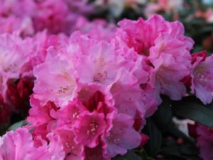 Rhododendron 'Kalinka'-0