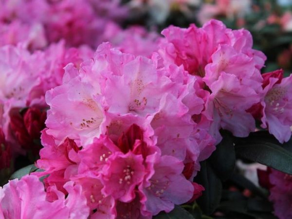 Rhododendron 'Kalinka'-0