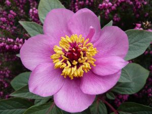 Paeonia cambessedesii-0