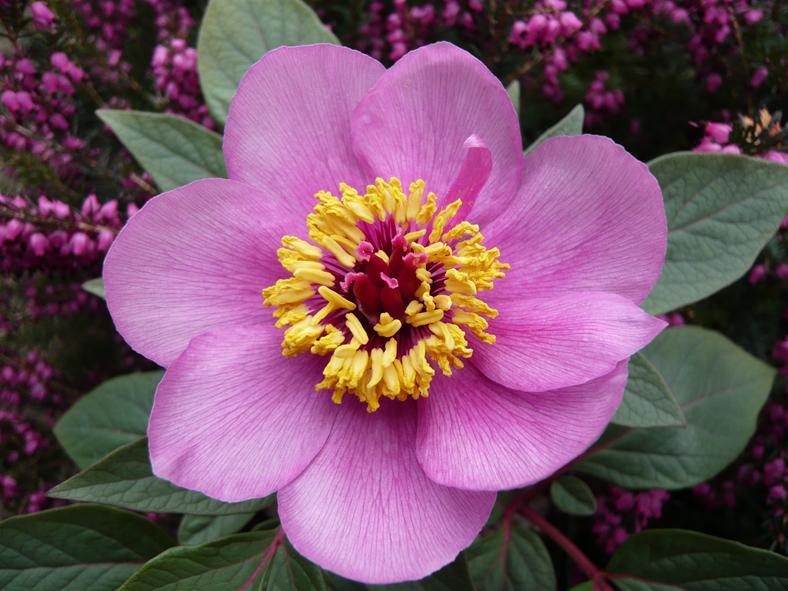 Paeonia cambessedesii-0