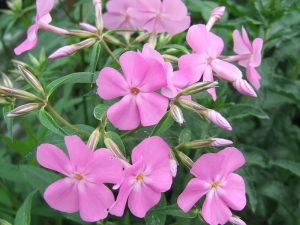 Phlox carolina 'Bill Baker'-0