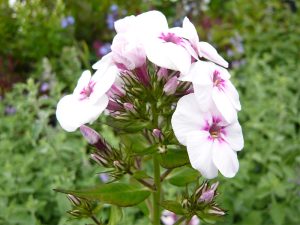 Phlox paniculata 'Mike's Favourite'-0