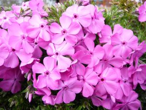 Phlox subulata 'McDaniel's Cushion'-0