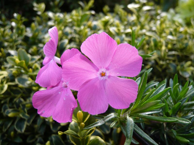 Phlox subulata 'McDaniel's Cushion'-3364