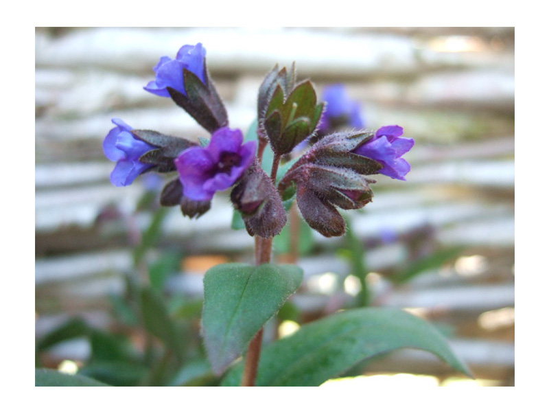 Pulmonaria angustifolia 'Blue Ensign'-3095