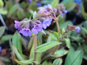 Pulmonaria angustifolia 'Blue Ensign'-0