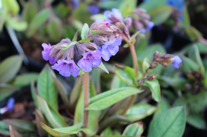 Pulmonaria angustifolia 'Blue Ensign'-0