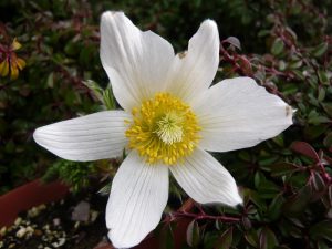 Pulsatilla vulgaris 'Alba'-0