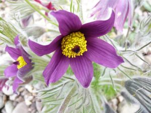 Pulsatilla vulgaris (Purple)-0