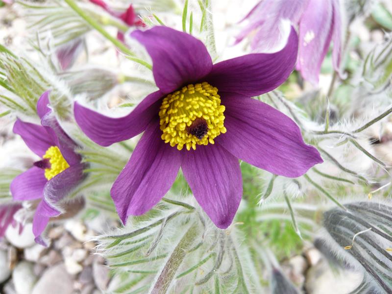 Pulsatilla vulgaris (Purple)-0