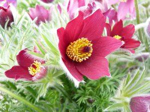 Pulsatilla vulgaris 'Rubra'-0