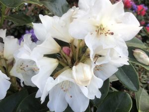 Rhododendron 'Unique'-0