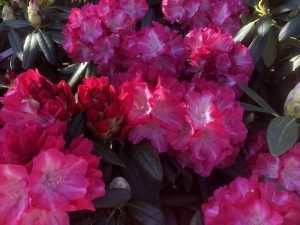 Rhododendron 'Fantastica'-0