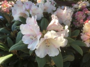 Rhododendron 'Grumpy'-0
