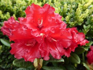 Rhododendron 'Axel Olsen'-0