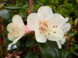 Rhododendron 'Barnaby Sunset'-0