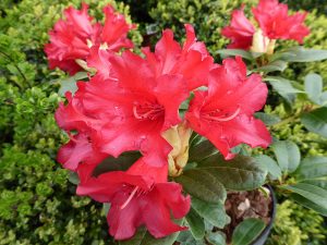 Rhododendron 'Bengal'-0