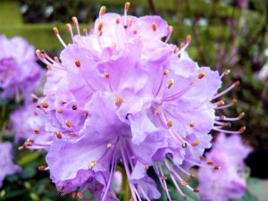 Rhododendron 'Blue Diamond'-0