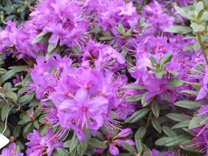 Rhododendron hippophaeoides 'Blue Silver'-0