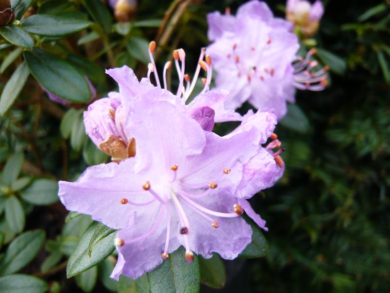 Rhododendron 'Blue Tit'-0