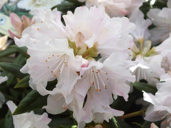 Rhododendron 'Dora Amateis'-0