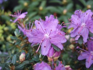 Rhododendron fastigiatum 'Blue Steel'-0