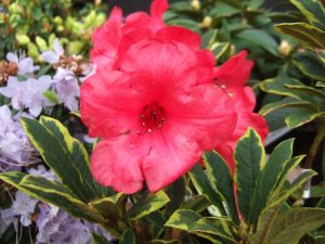 Rhododendron 'Flaming Gold'-0