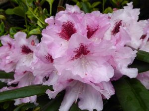 Rhododendron 'Flanagan's Daughter'-0