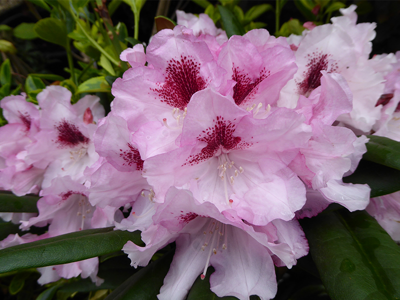 Rhododendron 'Flanagan's Daughter'-0