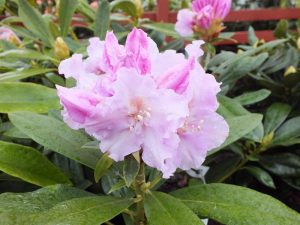 Rhododendron 'Hoppy'-0
