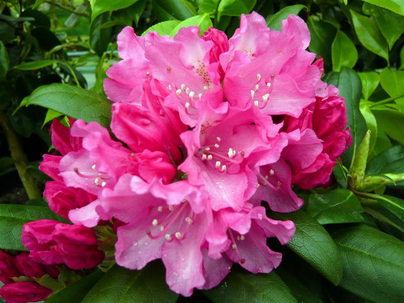 Rhododendron 'Kalinka'-3172
