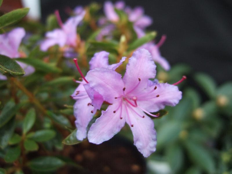 Rhododendron 'Moerheim'-0