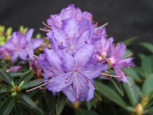 Rhododendron 'Night Sky'-0