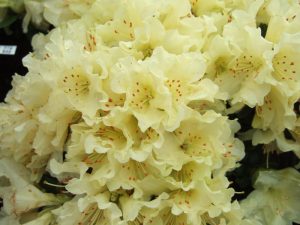 Rhododendron 'Patty Bee'-0