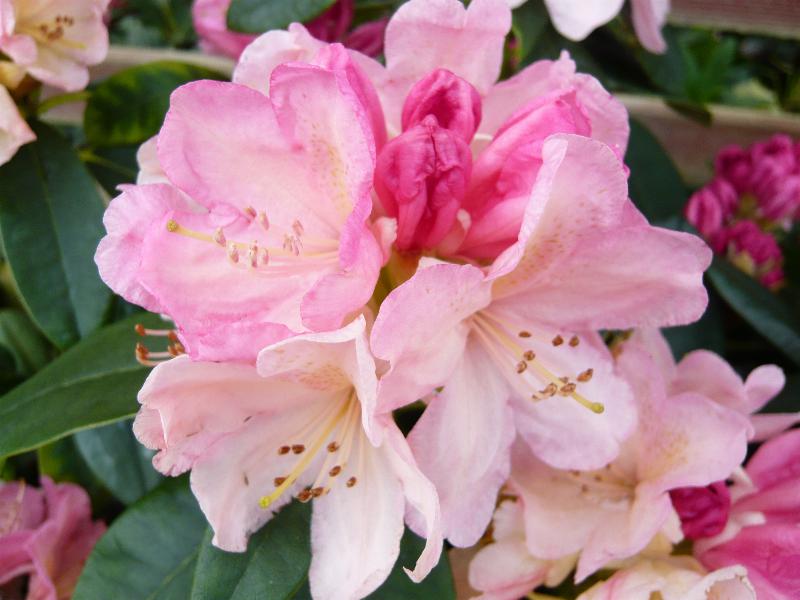 Rhododendron 'Percy Wiseman'-0