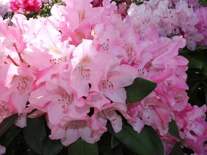 Rhododendron 'Pink Cherub'-0