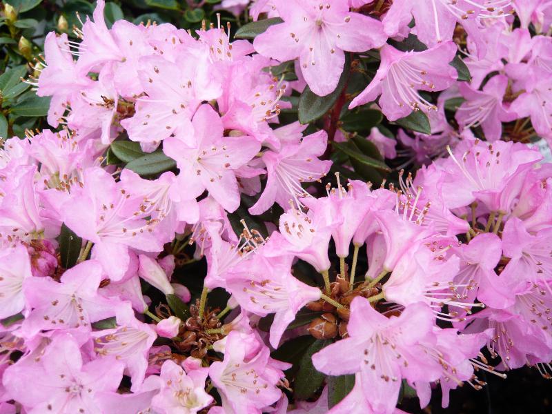 Rhododendron 'Pintail'-3146