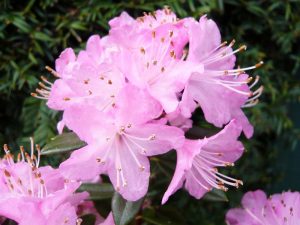 Rhododendron 'Pintail'-0