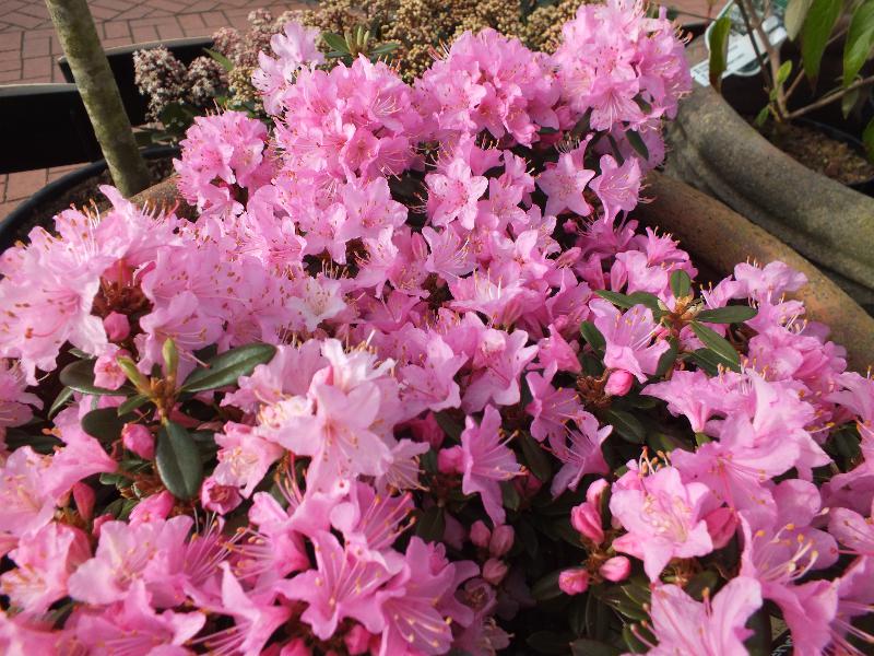 Rhododendron 'Pintail'-3145