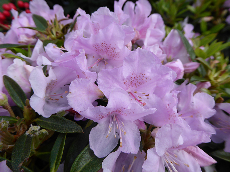 Rhododendron 'Robert Seleger'-12985