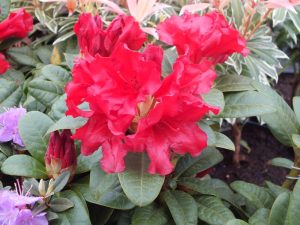 Rhododendron 'Scarlet Wonder'-0